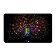 Peacock Feathers Magnet (rectangular) by Wav3s