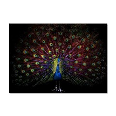 Peacock Feathers Sticker A4 (10 Pack) by Wav3s