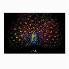 Peacock Feathers Postcard 4 x 6  (pkg Of 10) by Wav3s