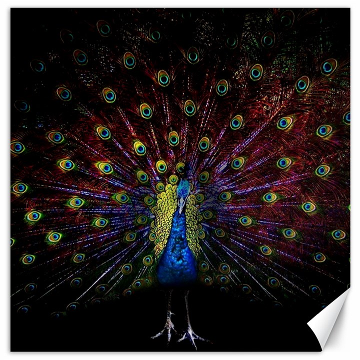 Peacock Feathers Canvas 12  x 12 