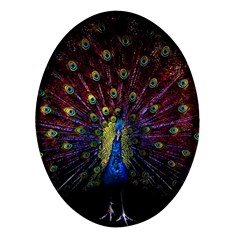 Peacock Feathers Oval Glass Fridge Magnet (4 Pack) by Wav3s