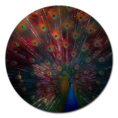 Red Peacock Feather Magnet 5  (round) by Cowasu