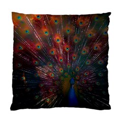 Red Peacock Feather Standard Cushion Case (one Side) by Cowasu