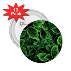 Shanghai Botanical Garden 2 25  Buttons (10 Pack)  by Cowasu