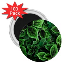 Shanghai Botanical Garden 2 25  Magnets (100 Pack)  by Cowasu