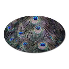 Peacock Feathers Peacock Bird Feathers Oval Magnet by Ndabl3x