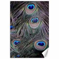 Peacock Feathers Peacock Bird Feathers Canvas 12  X 18  by Ndabl3x