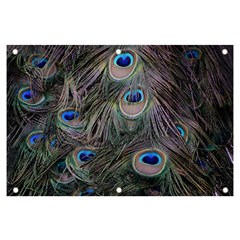 Peacock Feathers Peacock Bird Feathers Banner And Sign 6  X 4  by Ndabl3x