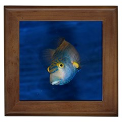 Fish Blue Animal Water Nature Framed Tile by Amaryn4rt