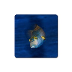 Fish Blue Animal Water Nature Square Magnet by Amaryn4rt