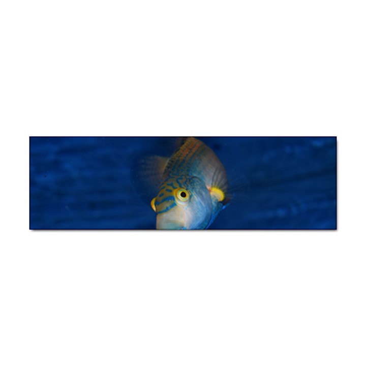 Fish Blue Animal Water Nature Sticker Bumper (100 pack)