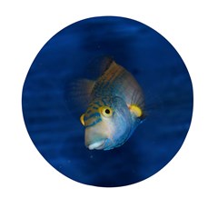 Fish Blue Animal Water Nature Mini Round Pill Box by Amaryn4rt