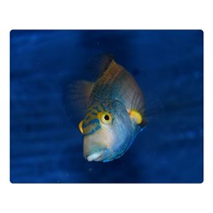 Fish Blue Animal Water Nature Premium Plush Fleece Blanket (large) by Amaryn4rt