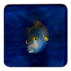 Fish Blue Animal Water Nature Square Glass Fridge Magnet (4 Pack) by Amaryn4rt