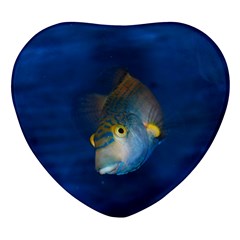 Fish Blue Animal Water Nature Heart Glass Fridge Magnet (4 Pack) by Amaryn4rt