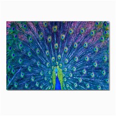 Amazing Peacock Postcards 5  X 7  (pkg Of 10) by Simbadda