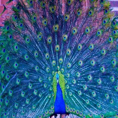 Amazing Peacock Play Mat (square) by Simbadda