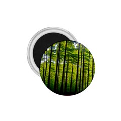 Green Forest Jungle Trees Nature Sunny 1 75  Magnets by Ravend