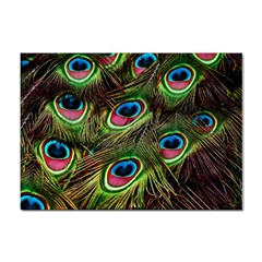 Peacock Feathers Color Plumage Sticker A4 (10 Pack) by Celenk