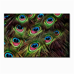 Peacock Feathers Color Plumage Postcards 5  X 7  (pkg Of 10) by Celenk