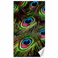 Peacock Feathers Color Plumage Canvas 40  X 72  by Celenk