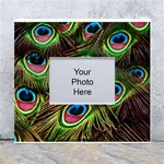 Peacock Feathers Color Plumage White Wall Photo Frame 5  x 7  Front