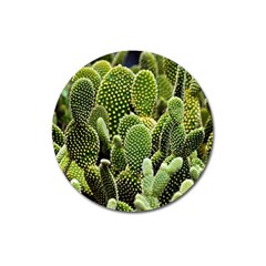 Cactus Flora Flower Nature Floral Magnet 3  (round) by Vaneshop