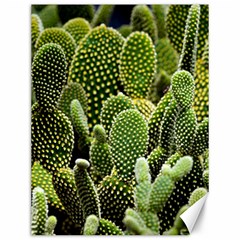 Cactus Flora Flower Nature Floral Canvas 12  X 16 