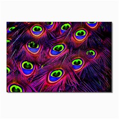 Peacock Feathers Color Plumage Postcard 4 x 6  (pkg Of 10) by Celenk