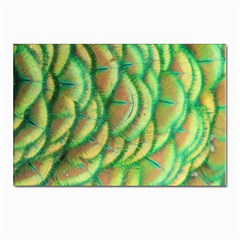 Beautiful-peacock Postcards 5  X 7  (pkg Of 10) by uniart180623