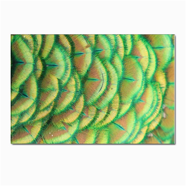 Beautiful-peacock Postcards 5  x 7  (Pkg of 10)