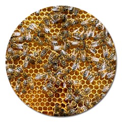 Honey Bee Bees Insect Magnet 5  (round) by Ravend