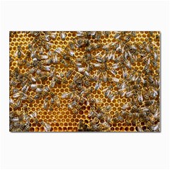 Honey Bee Bees Insect Postcard 4 x 6  (pkg Of 10) by Ravend