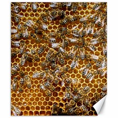 Honey Bee Bees Insect Canvas 20  X 24  by Ravend