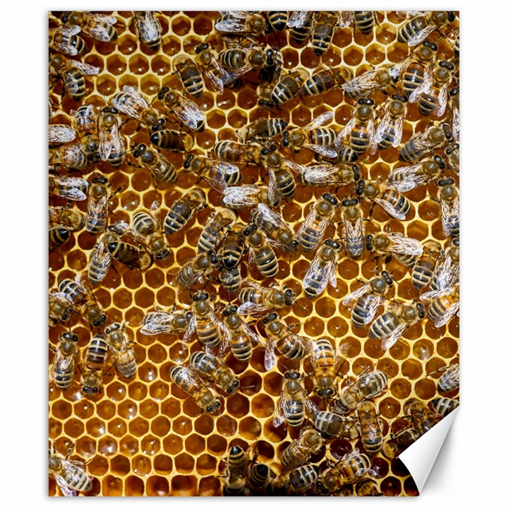 Honey Bee Bees Insect Canvas 20  x 24 