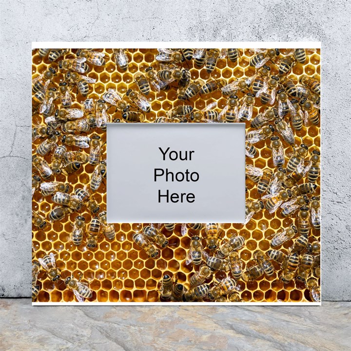 Honey Bee Bees Insect White Wall Photo Frame 5  x 7 