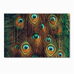 Peacock Feathers Postcards 5  x 7  (Pkg of 10)