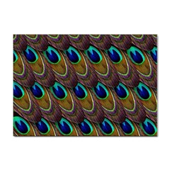 Peacock-feathers-bird-plumage Sticker A4 (100 Pack) by Ravend