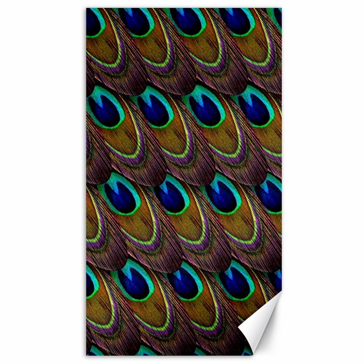 Peacock-feathers-bird-plumage Canvas 40  x 72 