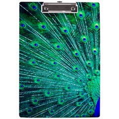 Green And Blue Peafowl Peacock Animal Color Brightly Colored A4 Acrylic Clipboard by uniart180623