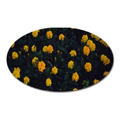 Bloomed Yellow Petaled Flower Plants Oval Magnet by artworkshop