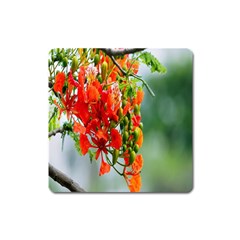 Gathering Sping Flowers Wallpapers Square Magnet by artworkshop