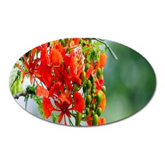 Gathering Sping Flowers Wallpapers Oval Magnet by artworkshop