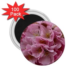 Cherry-blossoms 2 25  Magnets (100 Pack) 