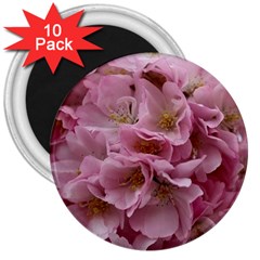 Cherry-blossoms 3  Magnets (10 Pack) 