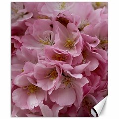 Cherry-blossoms Canvas 8  X 10  by Excel