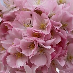 Cherry-blossoms Play Mat (square)