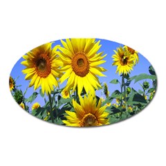 Sunflower Gift Oval Magnet by artworkshop