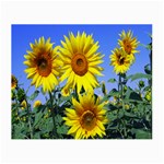 Sunflower Gift Small Glasses Cloth Front