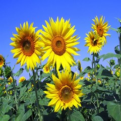 Sunflower Gift Play Mat (square) by artworkshop